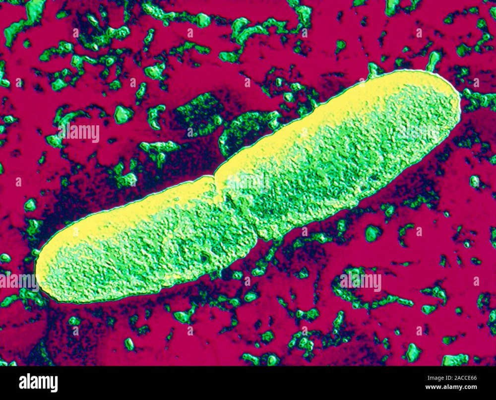 Yersinia pestis грамотрицательные палочки