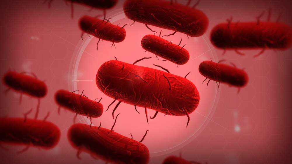 Бактерия Yersinia pestis возбудитель