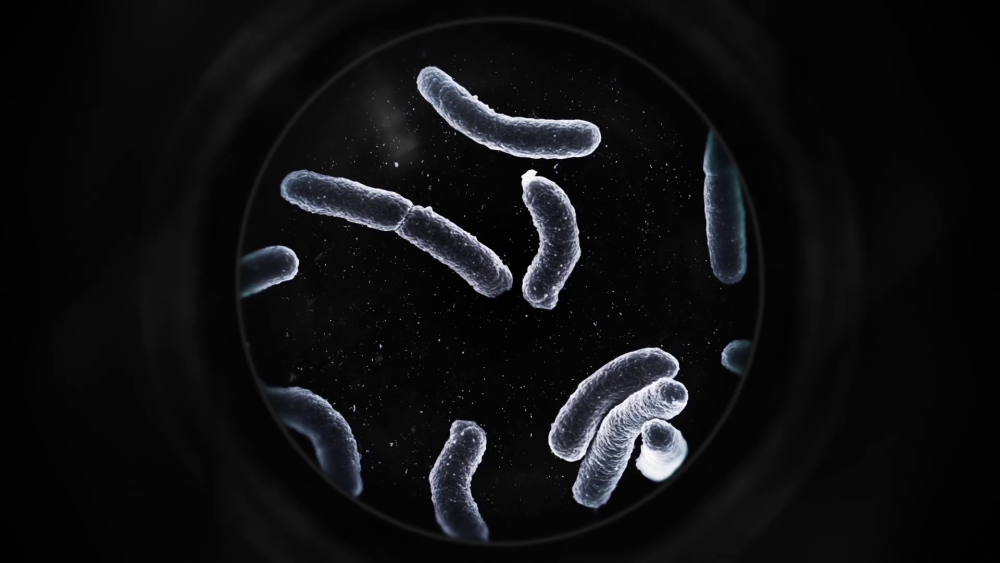 Yersinia pestis под микроскопом