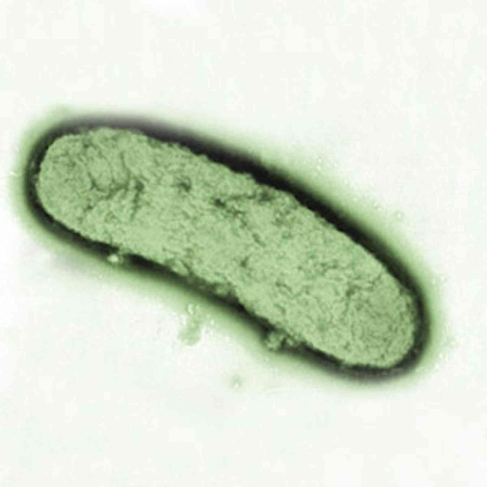 Бактерия Yersinia pestis строение