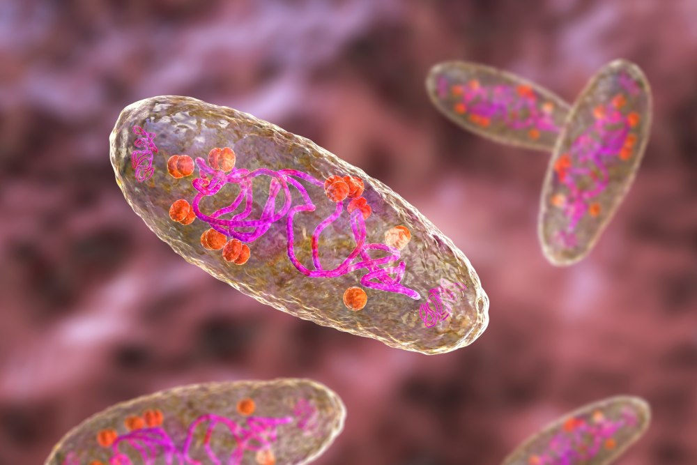 Бактерия Yersinia pestis строение