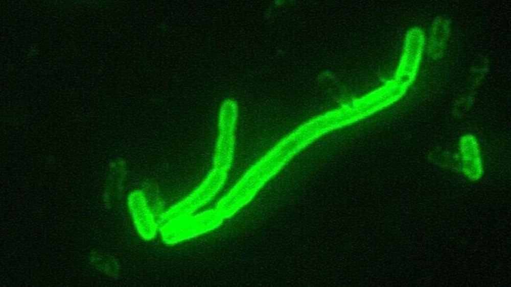 Yersinia pestis вакцина