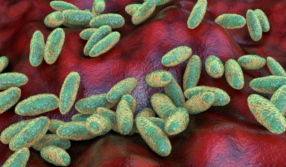 Yersinia pestis чумная палочка