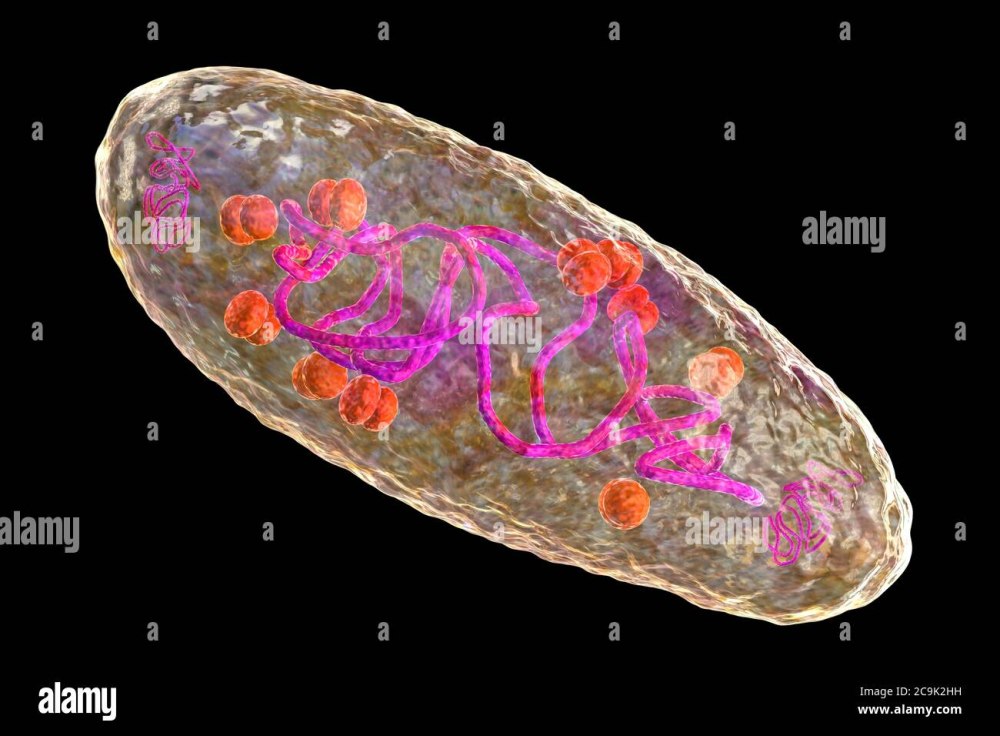 Бактерия Yersinia pestis строение