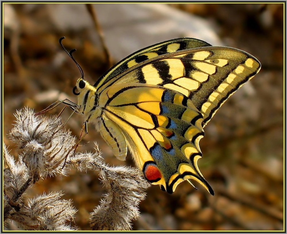 Papilio Machaon Linnaeus