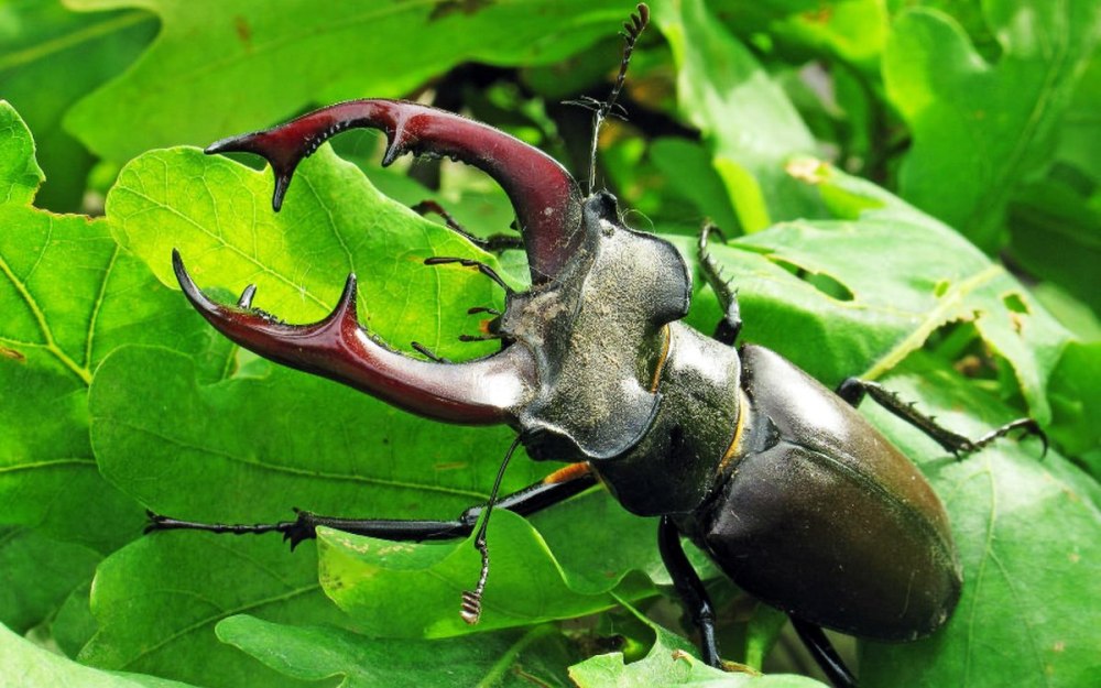 Жук-олень (Lucanus Cervus)