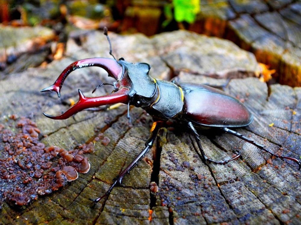 Жук-олень (Lucanus Cervus)