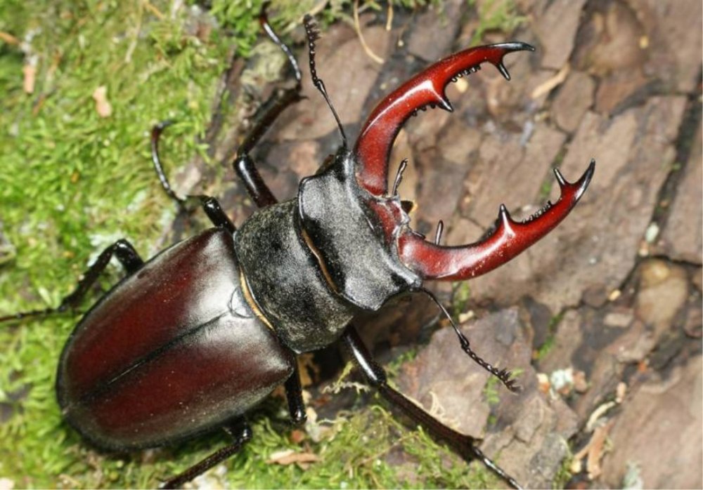 Жук-олень (Lucanus Cervus)