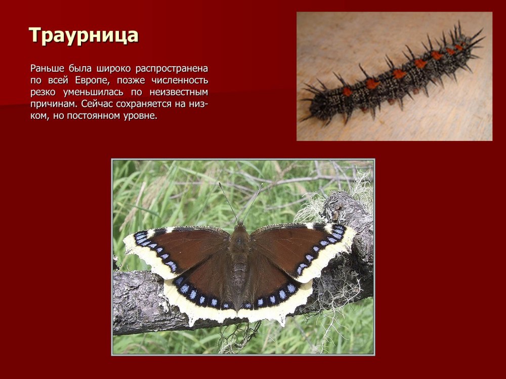 Красная книга Оренбургской области насекомые