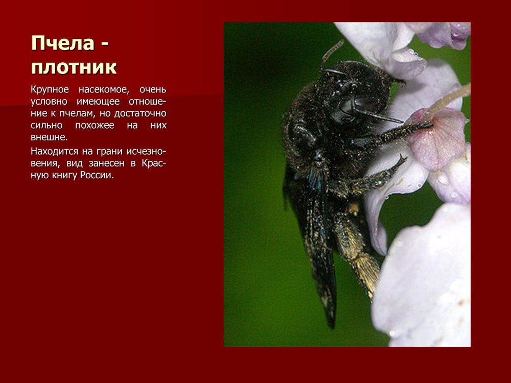 Красная книга Оренбургской области насекомые