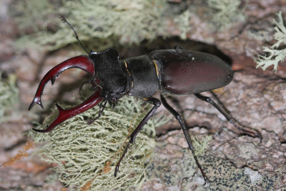 Жук-олень (Lucanus Cervus)