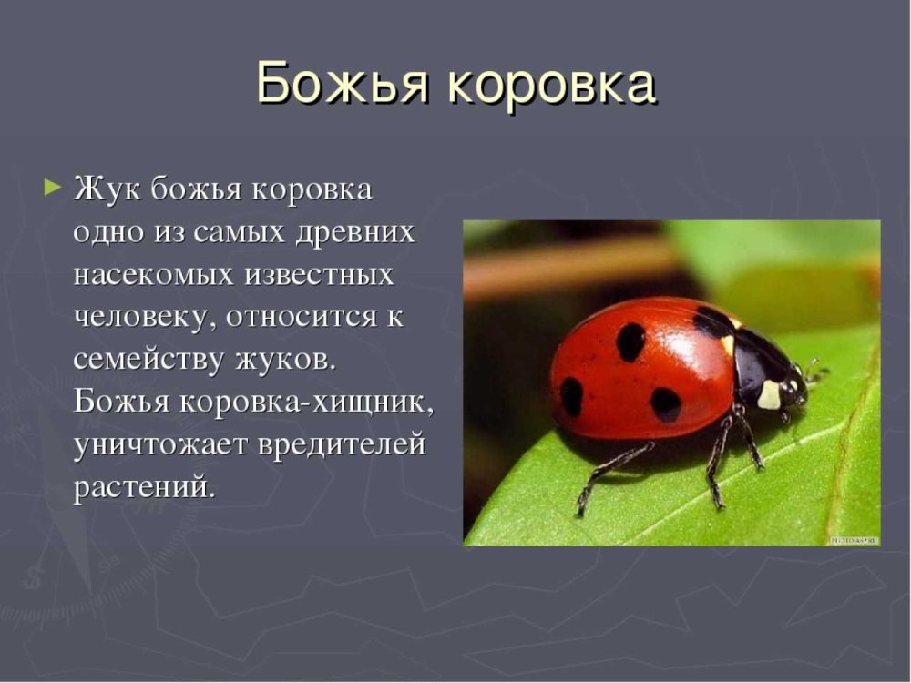 Божья коровка описание