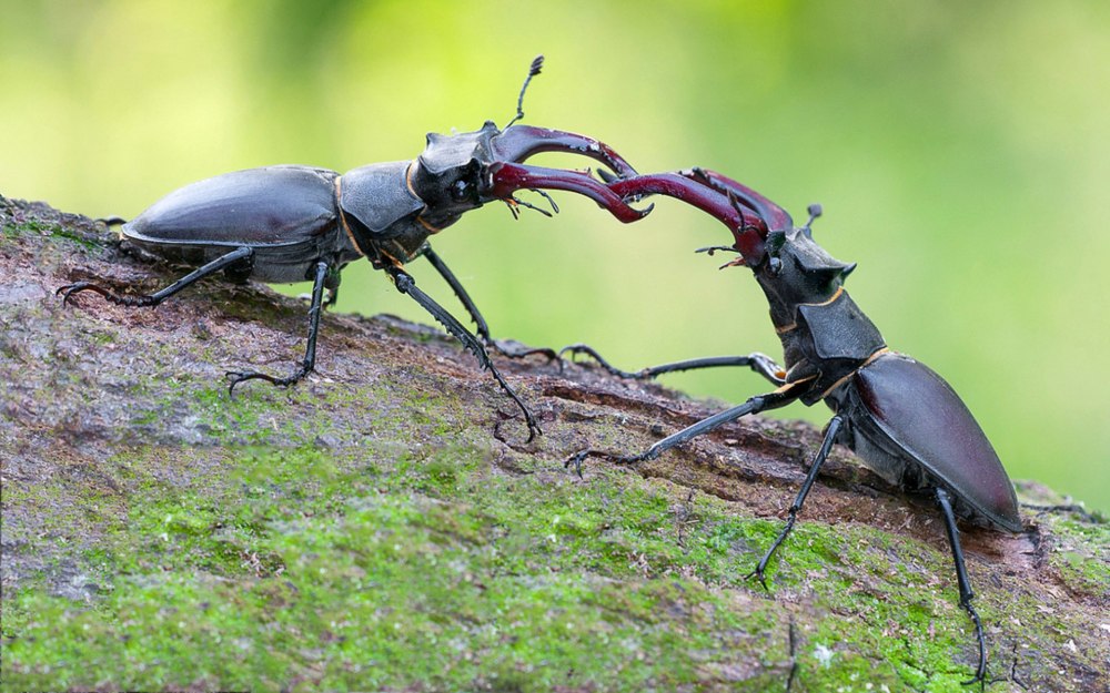 Жук олень Lucanus