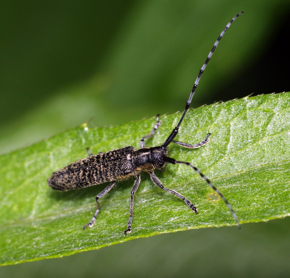 Жук Agapanthia villosoviridescens