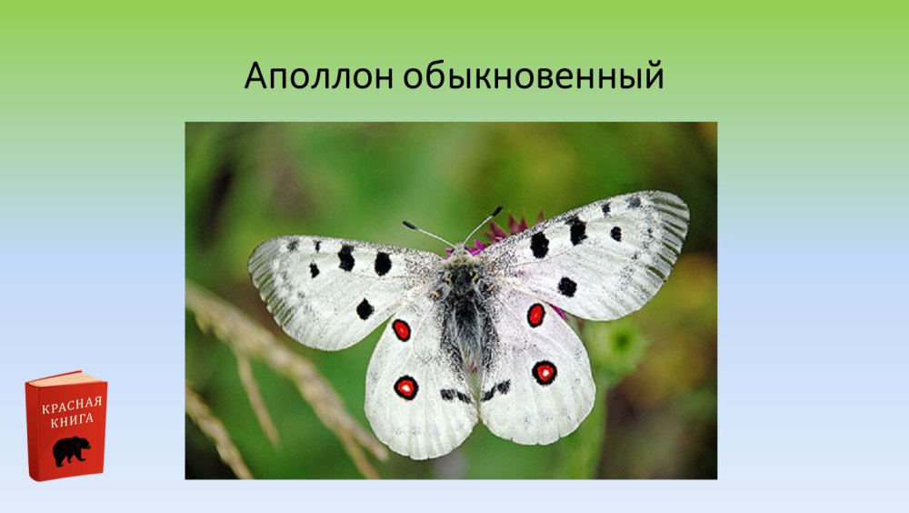 Аполлон обыкновенный красная книга