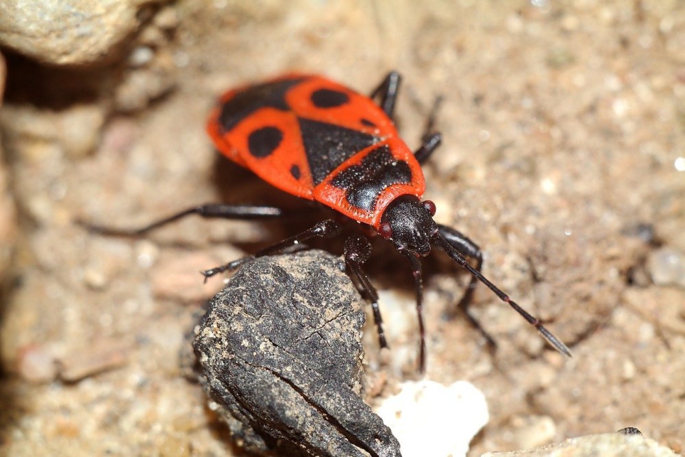 Клоп-солдатик – Pyrrhocoris apterus