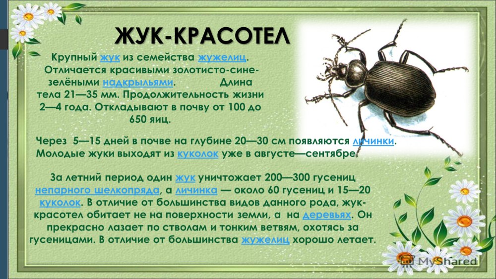 Жук-красотел в красной книге доклад