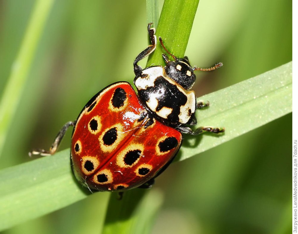 Коровка глазчатая anatis ocellata