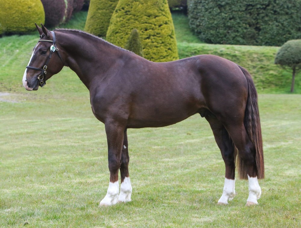 Irish Draught Horse
