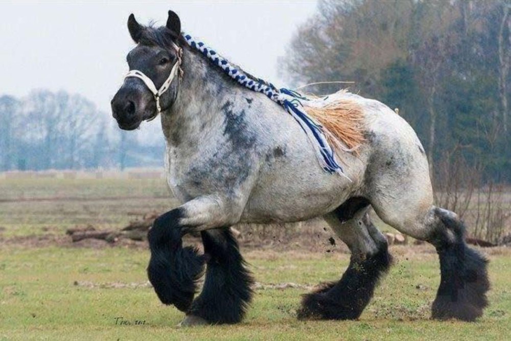Порода лошадей креольская