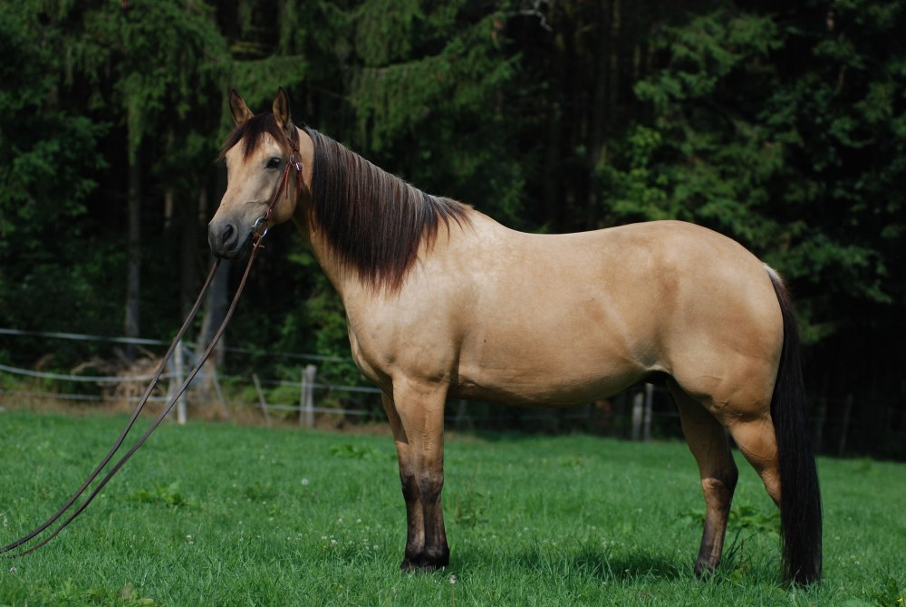 American Quarter Horse порода