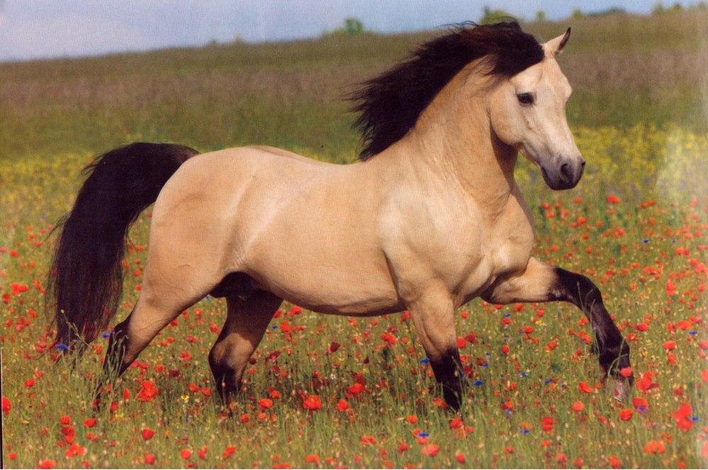 Порода лошадей чилийская