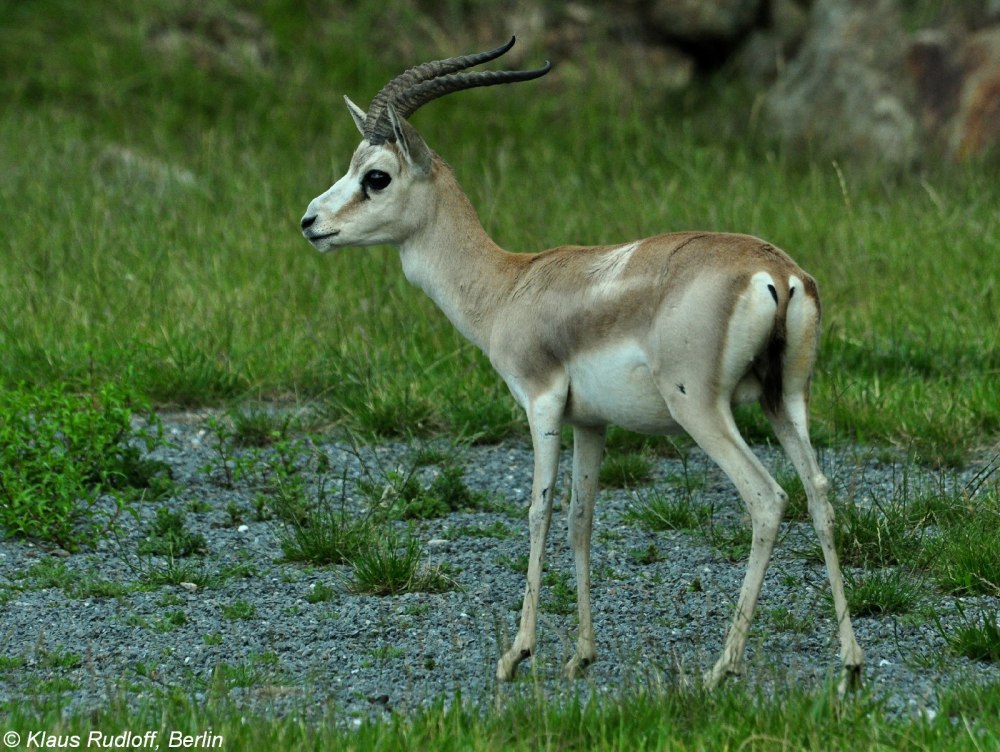Gazella subgutturosa