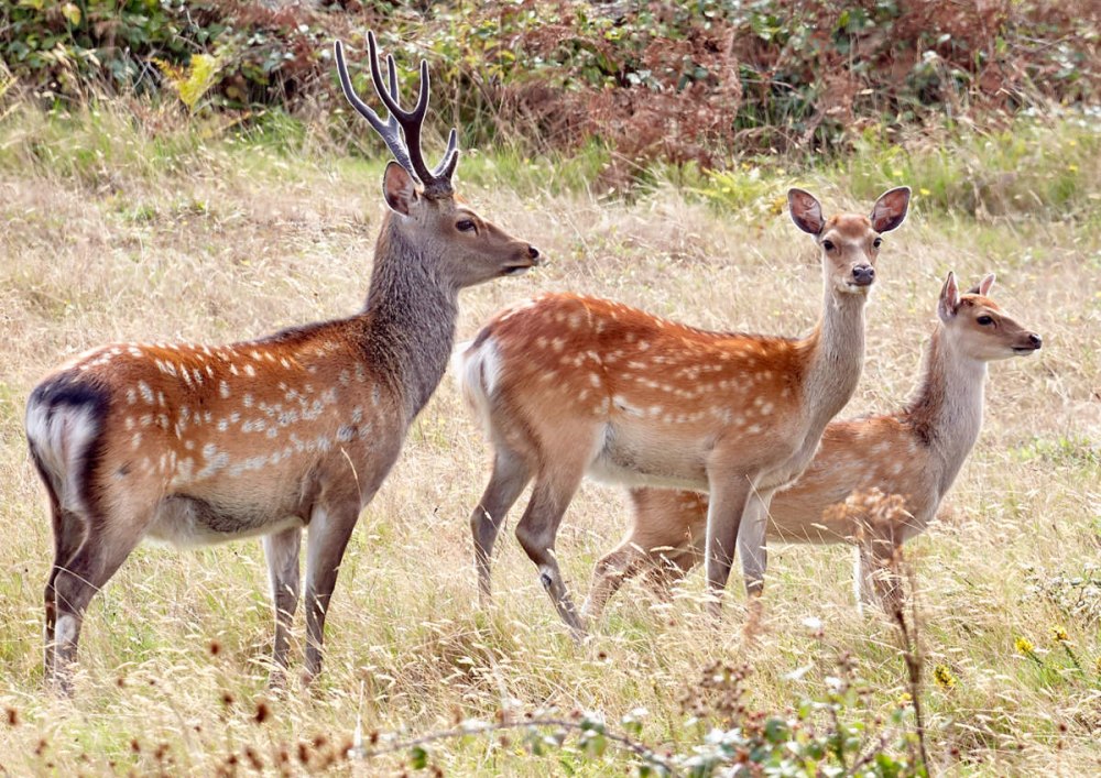 Пятнистый олень (Cervus Nippon)
