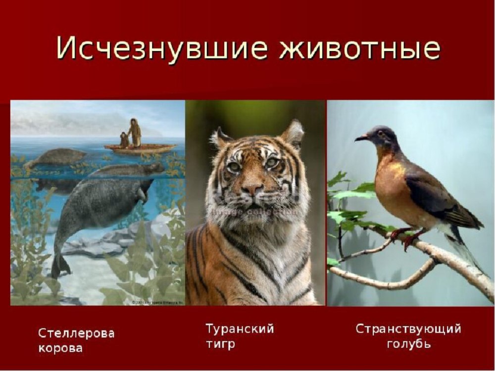 Вымершие виды животных из красной книги