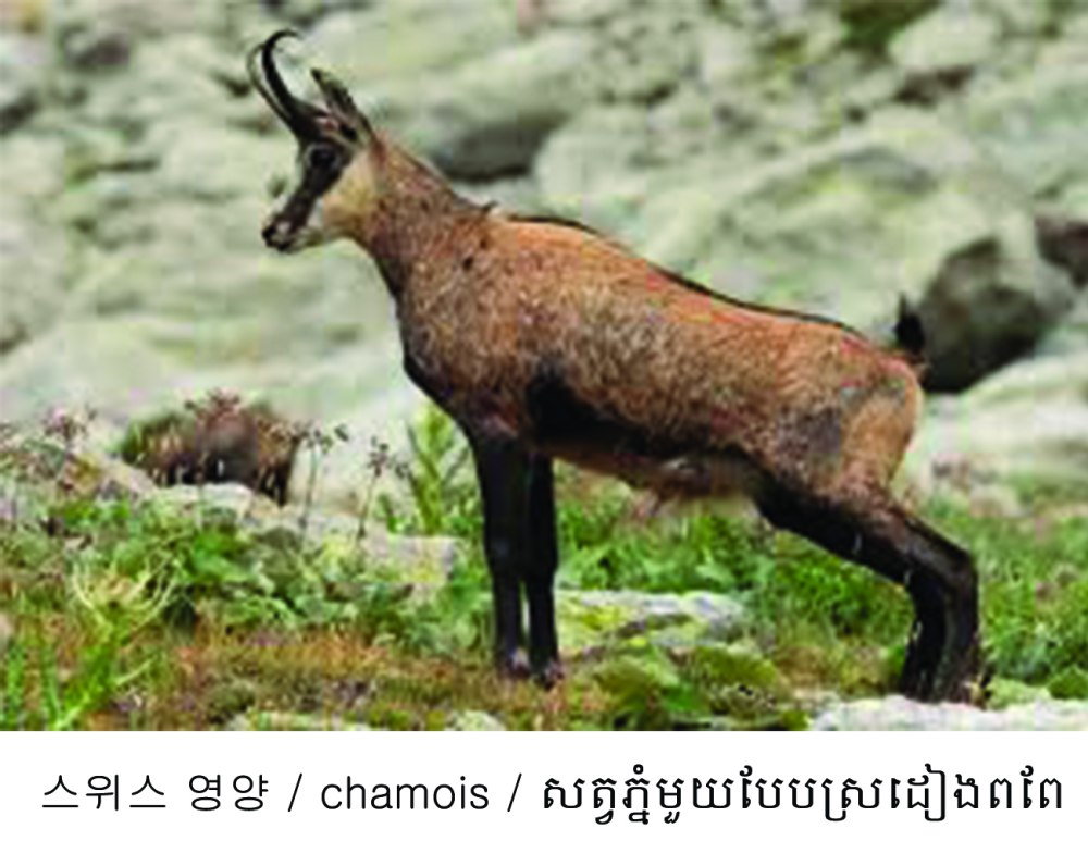 Серна (Rupicapra Rupicapra)