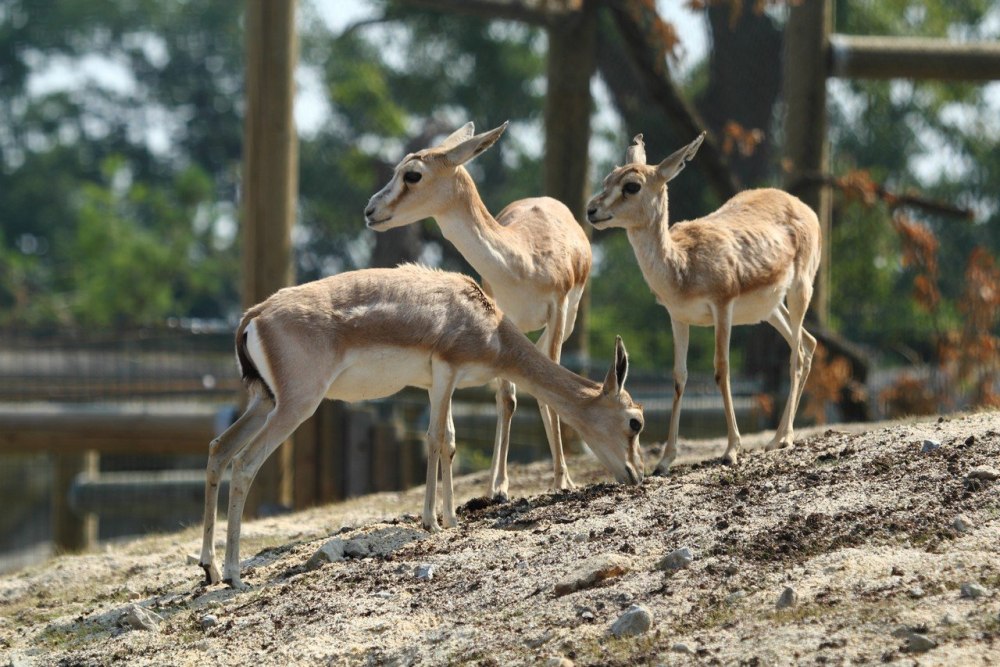Gazella subgutturosa