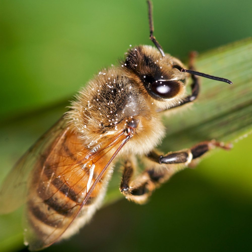 Насекомые похожие на пчел. Перепончатокрылые пчелы. Шмель трутень. Отряд Перепончатокрылые. Отряд перепончатые: пчелы.