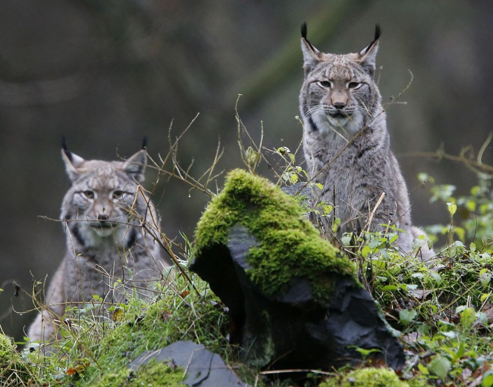 Рысь (Lynx Lynx) в дикой природе