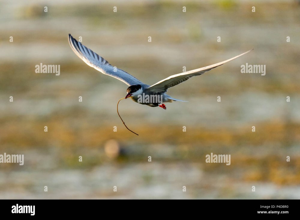White-cheeked Tern