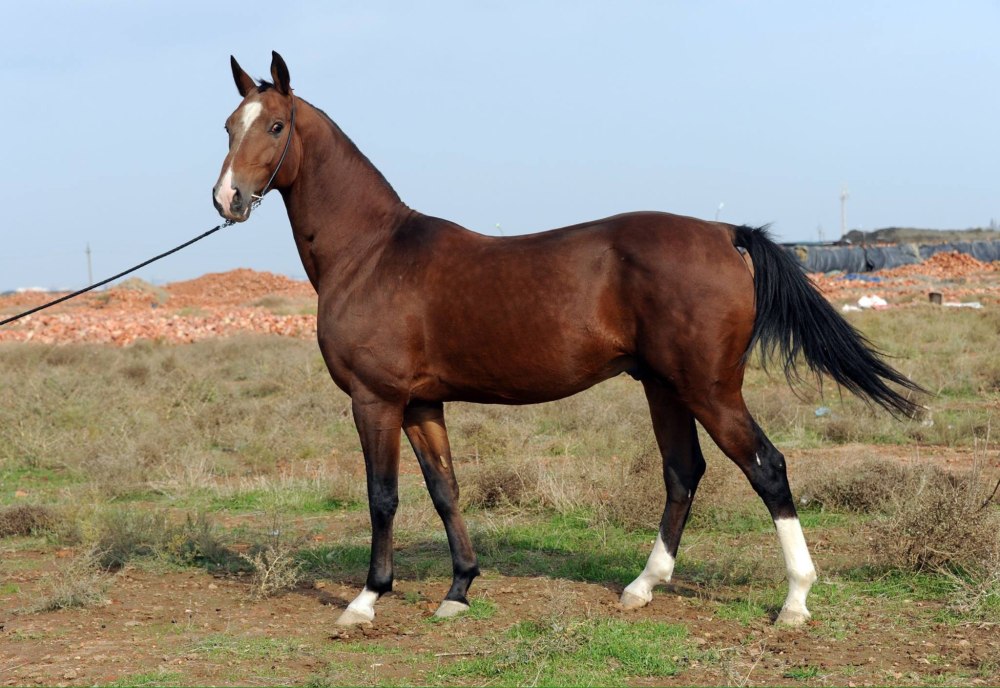 Порода лошадей дагестанская