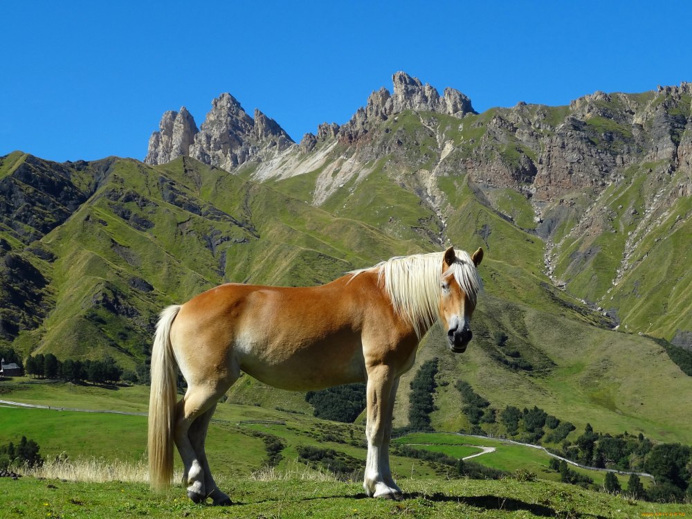 Красивая лошадь в горах
