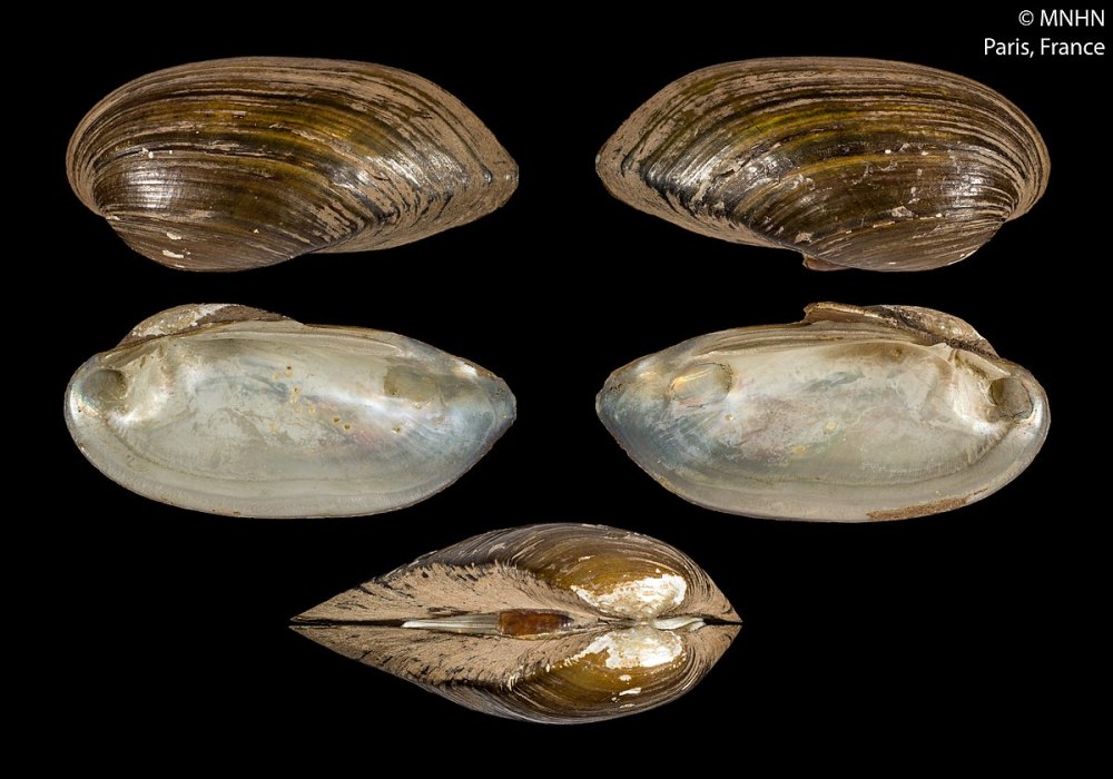 Nodularia douglasiae
