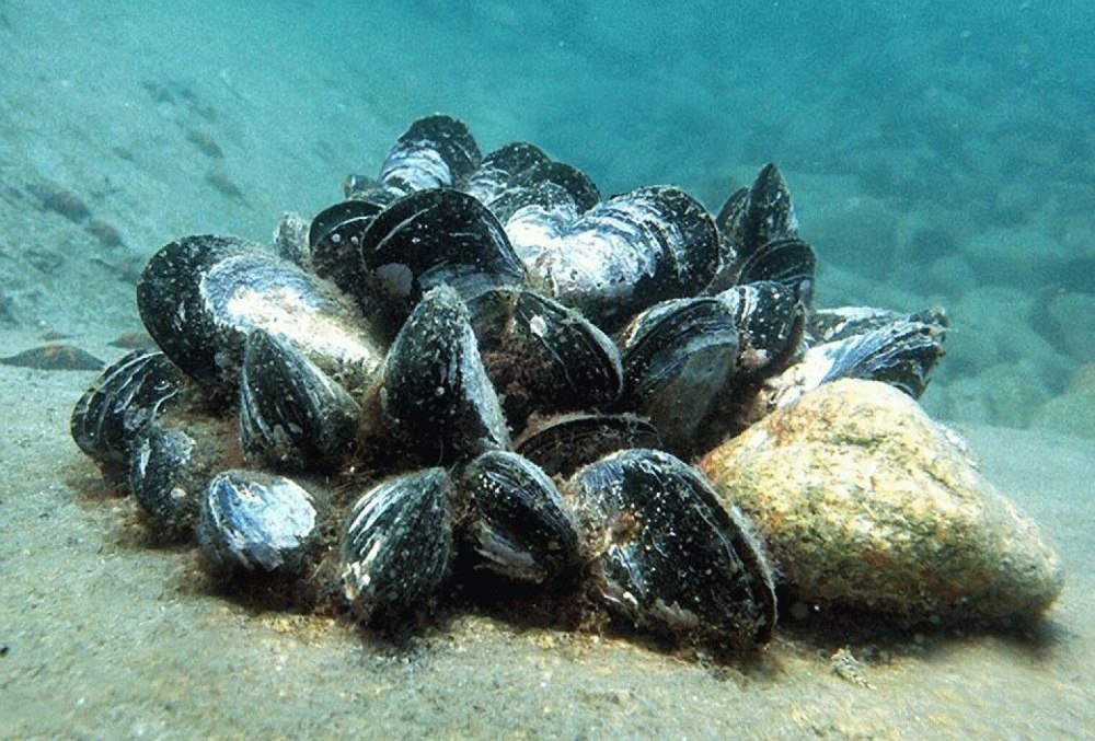 Морские двустворчатые моллюски