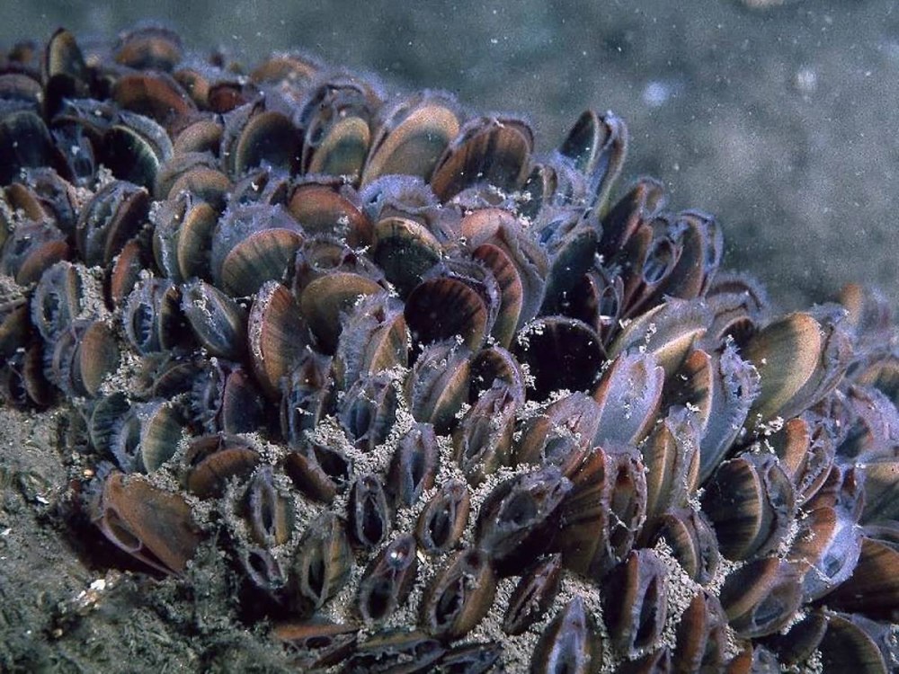 Мидия Mytilus edulis