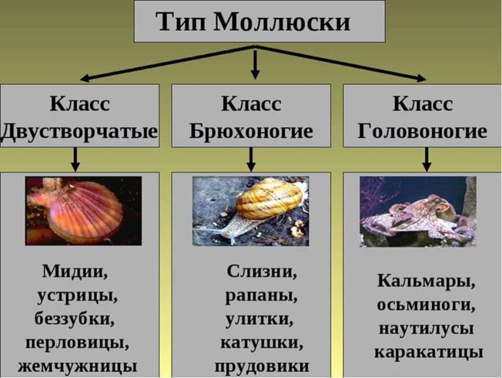 Биология 7 класс Тип моллюски брюхоногие двустворчатые головоногие