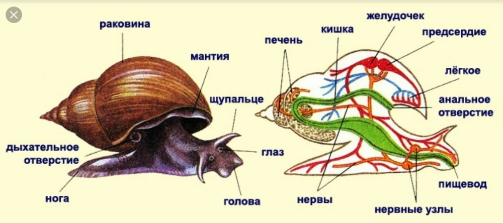 Внешнее и внутреннее строение раковины прудовика