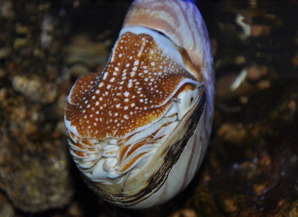 Nautilus macromphalus