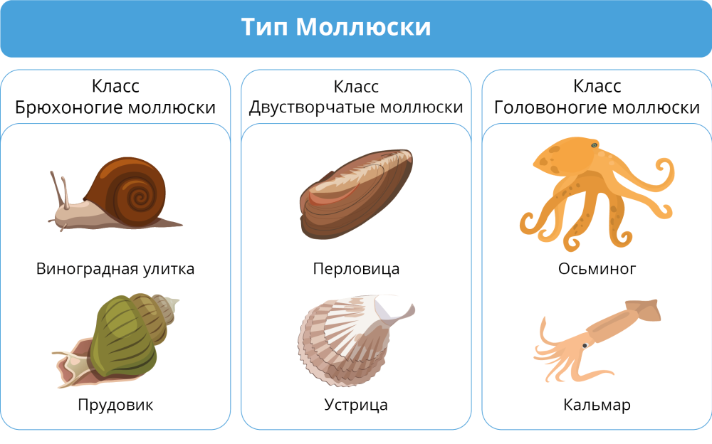 Теория моллюска. Брюхоногие моллюски и двустворчатые моллюски. Представители моллюсков 7 класс биология. Представители брюхоногих моллюсков биология 7. Моллюски брюхоногие двустворчатые представители.