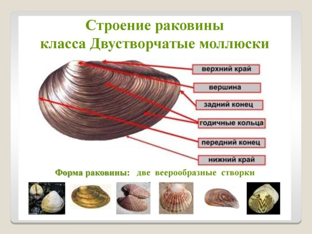 Беззубка моллюск строение раковины