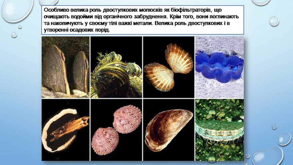 Двустворчатые моллюски систематика