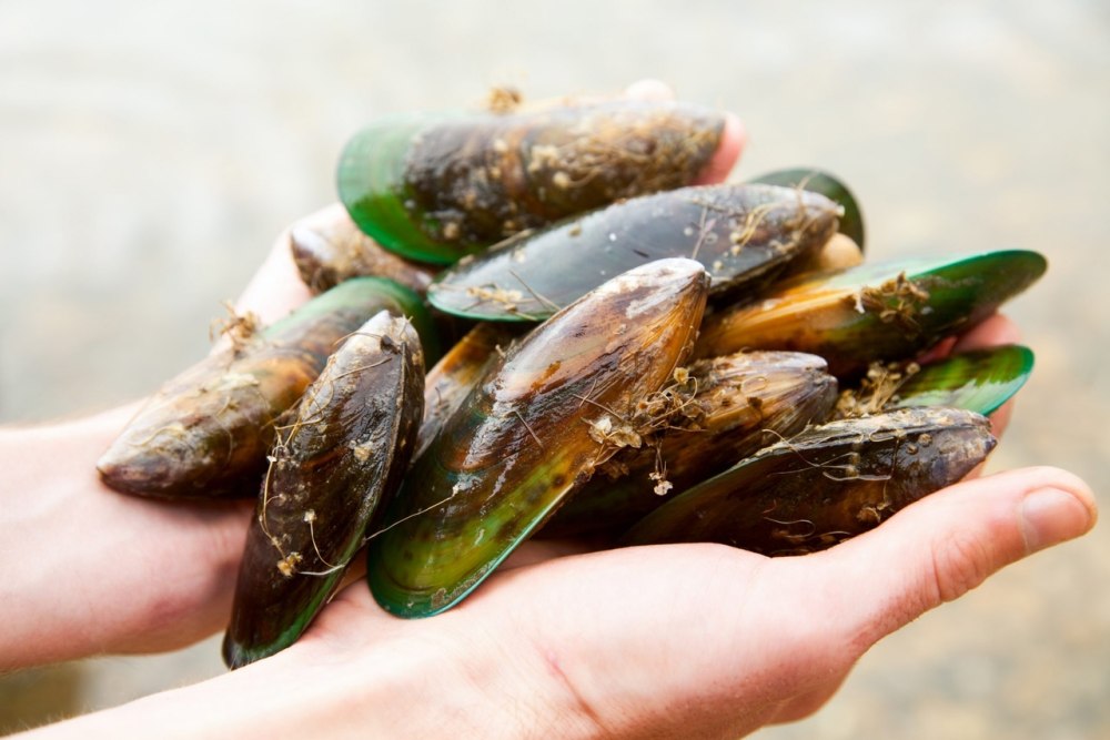 New Zealand Greenshell Mussels