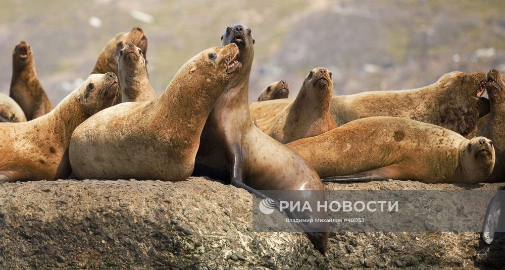 Ластоногие морской Лев сивуч