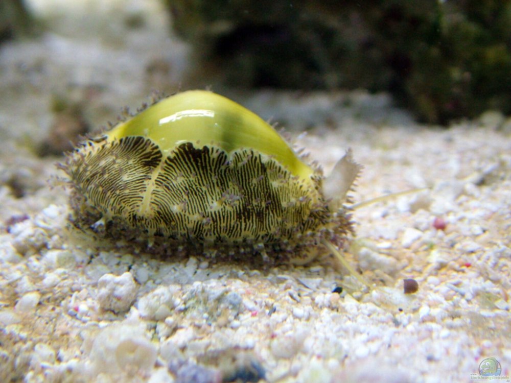 Cypraea moneta живой моллюск