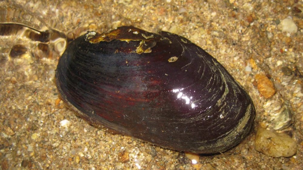 Жемчужница европейская (margaritifera margaritifera)