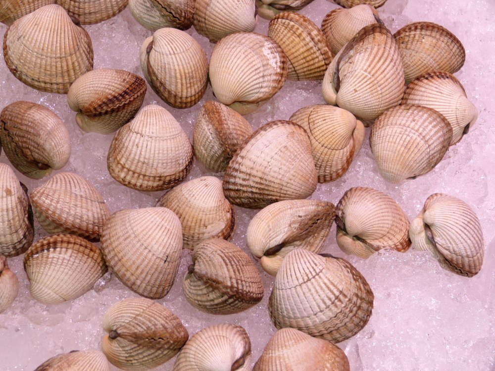 Cockles моллюск